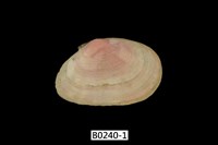 藏品(明亮櫻蛤 )的圖片